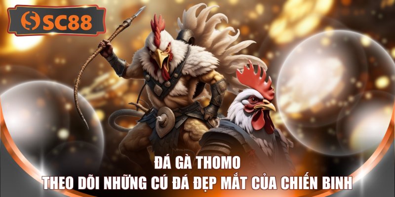 Đá Gà Thomo - Theo Dõi Những Cú Đá Đẹp Mắt Của Chiến Binh 