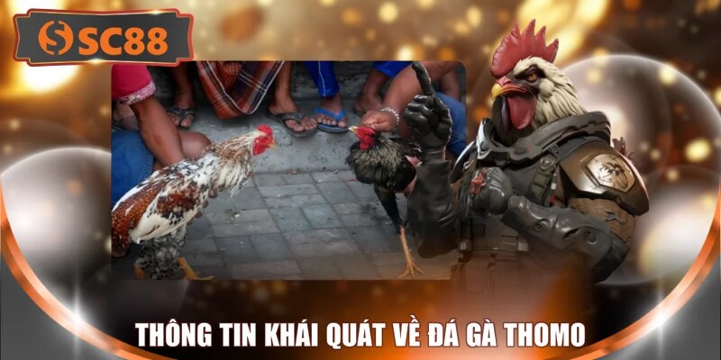 Thông tin khái quát về đá gà Thomo