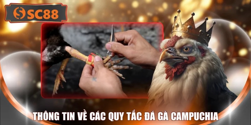 Thông tin về các quy tắc đá gà Campuchia