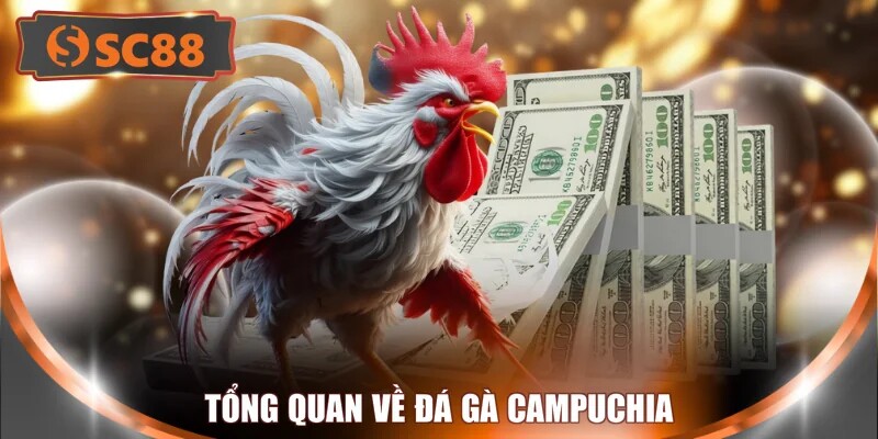 Tổng quan về đá gà Campuchia